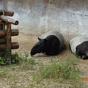 Malayan Tapir (Tapirus indicus)