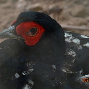 Mikado Pheasant (Syrmaticus mikado)