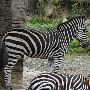 Chapman's Zebra (Equus quagga chapmani)