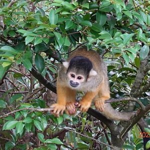 Bolivian Squirrel Monkey (Saimiri boliviensis boliviensis)
