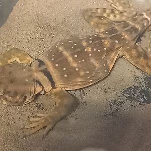 Crotaphytus collaris