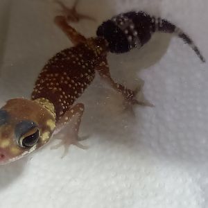 Gecko ID