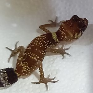Gecko ID
