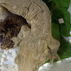 Rhacodactylus leachianus