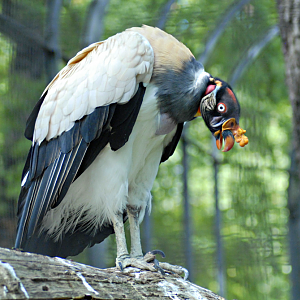 King Vulture - Berlin Zoo 2022