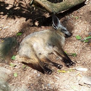 Bat Eared Fox