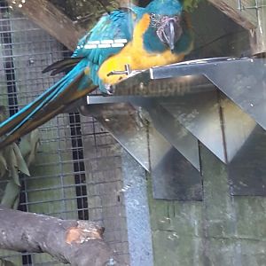 Blue Throated Macaw