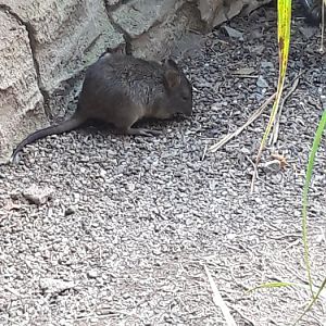 Long Nosed Potoroo