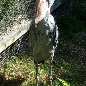 Shoebill