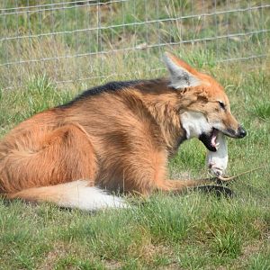Maned wolf eating