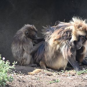 Geladas