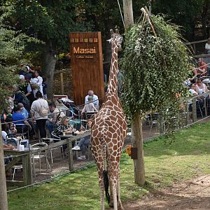 Lunch with the giraffes