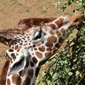 Giraffe eating