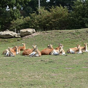 Lechwe