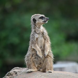 Meerkat