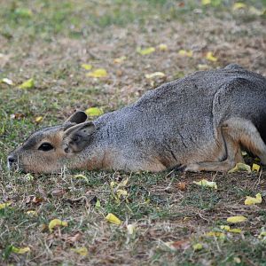 Patagonian mara