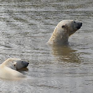 Polar bears