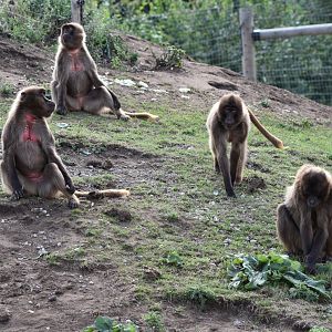 Geladas