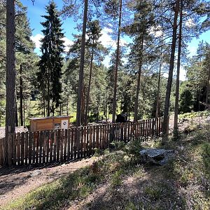 Domestic Animal Walk Through (goats + pigs)