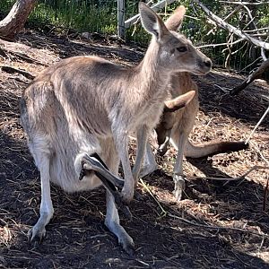 Grey Kangaroos