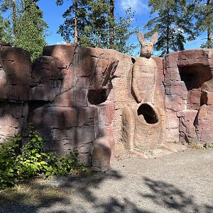 Kangaroo/Wallaby Walk Through