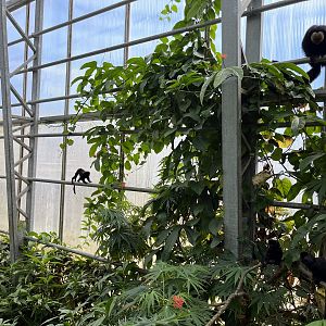 Free Roaming Primates