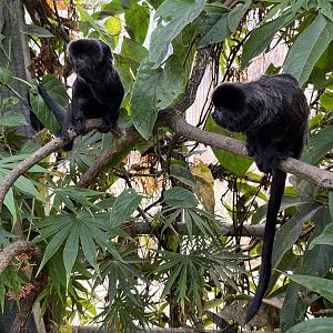 Goeldi’s Monkeys (bold!)