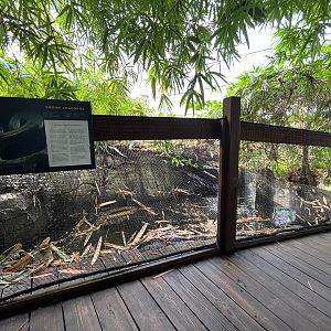 Green Anaconda Exhibit