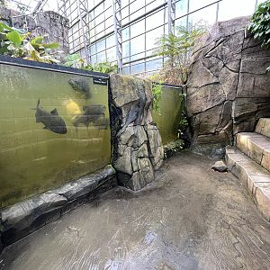 Giant Amazon Fish Exhibit