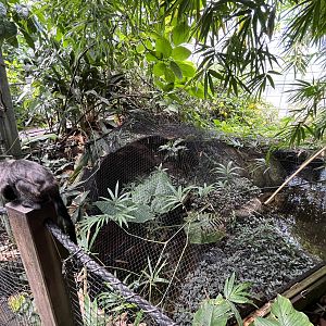 Goeldi’s Monkey + Green Anaconda Exhibit (overview)