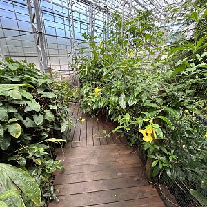 Visitor Pathway (overgrown)