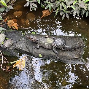 Dwarf Caiman Exhibit