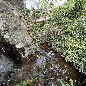 Dwarf Caiman Exhibit