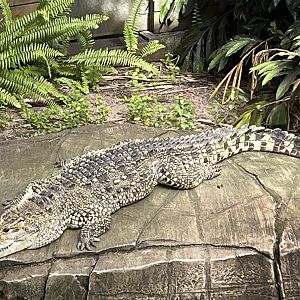 Cuban Crocodile