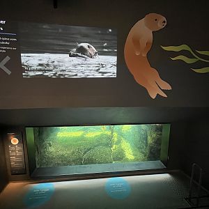 Sea Otter Exhibit