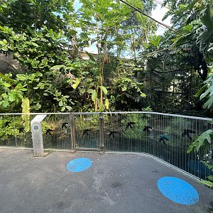 Tropical Jungle