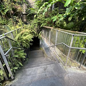 Tropical Jungle (stairs to giant tanks)