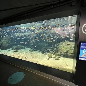 Piranha Exhibit (largest ever?)