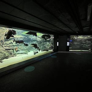 Tropical Jungle Fish Tanks