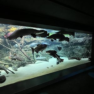 Tropical Jungle Fish Tanks