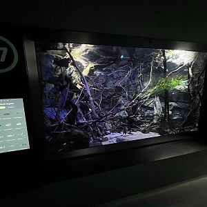 South American Lungfish (+11 other species)