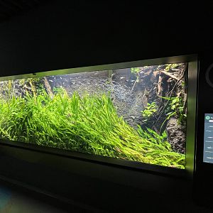 Plants in the River Tank (12 species)