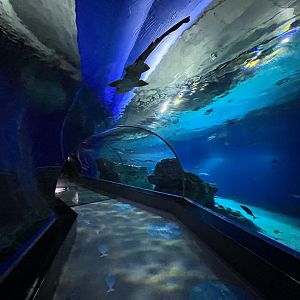 Shark Tunnel
