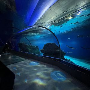 Shark Tunnel