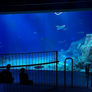 Ocean Tank