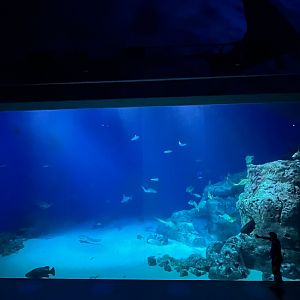 Ocean Tank