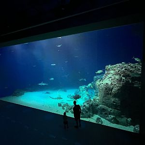 Ocean Tank