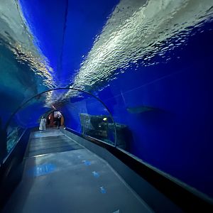 Shark Tunnel