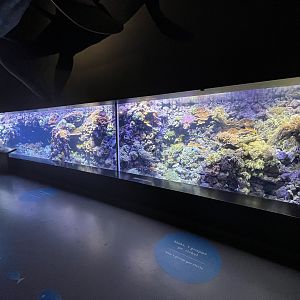 Coral Reef Tank (beautiful)