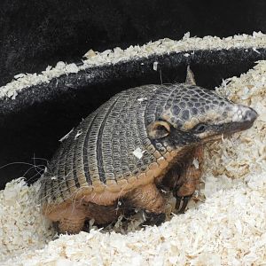 Six-banded Armadillo (Euphractus sexcinctus)